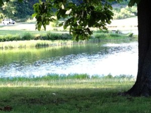 Tree by Living Water Long Run Park