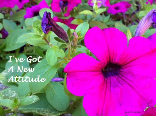 Petunia purple bloom New Attitude 2